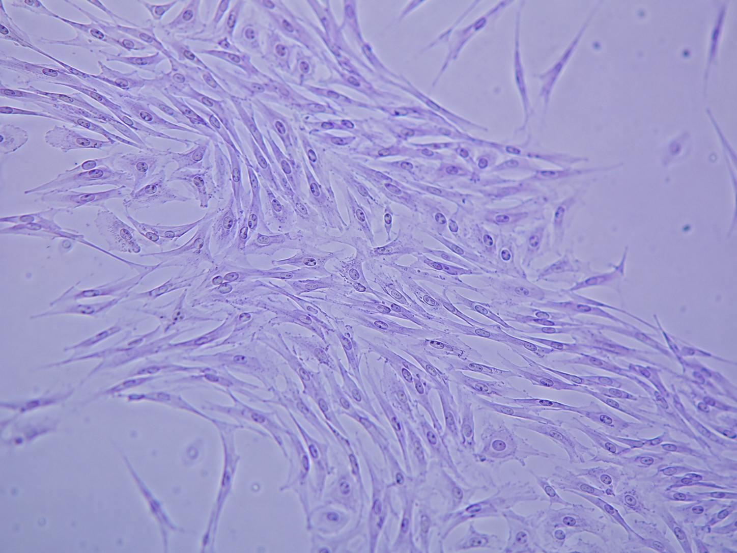 Microscopic view of fibroblast-like cells